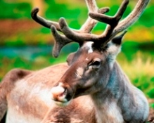 Santa Claus lends us his reindeer until Christmas, at least!