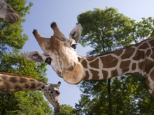 De eerste giraffen Parc Animalier d'Auvergne
