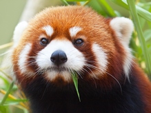 New arrival in 2015: red pandas !